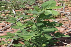 Alysicarpus heyneanus